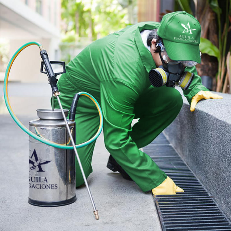 Aplicador profesional de Aguila Fumigaciones realizando un servicio